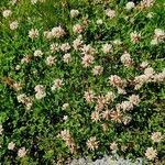 Trifolium pallescens 花