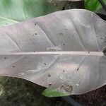 Philodendron erubescensList