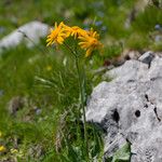 Senecio doronicum Žiedas