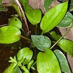 Alisma subcordatum Leaf