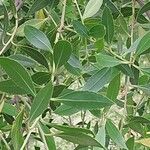 Maytenus boaria Hoja