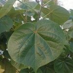 Hibiscus tiliaceus Leaf