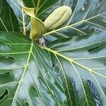 Artocarpus altilis Fruit