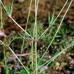 Scabiosa triandra Altro