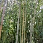 Phyllostachys viridiglaucescens خشب