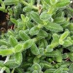 Delosperma echinatum List