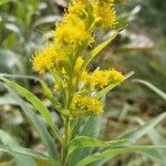 Solidago giganteaFlower