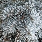 Picea pungens Blatt