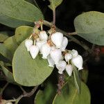 Arctostaphylos manzanita Blüte