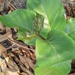 Nauclea latifolia Folio