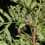 Mimosa platycarpa Ліст