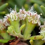 Eriogonum arborescens Floare
