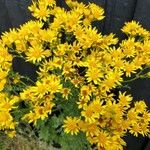 Senecio squalidus 花