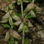 Callipeltis cucullaris Flower