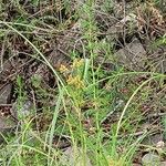 Cyperus glomeratus Leaf