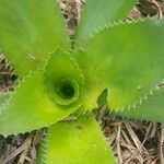 Eryngium elegans Leaf