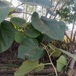 Cordia myxa Leaf