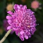 Knautia drymeia