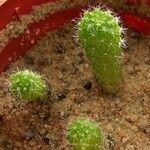 Rebutia minuscula Leaf