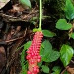 Anthurium bakeri Fruit