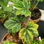 Begonia aconitifolia Blad