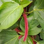 Acalypha hispidaFlor