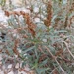 Amaranthus muricatus Leaf