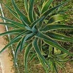 Agave demeesteriana Leaf