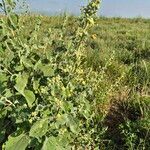 Abutilon pannosum Folla