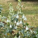 Ornithogalum candicans Flor