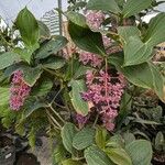 Medinilla speciosa 花