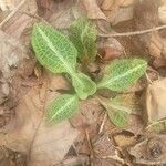 Goodyera pubescens Blatt