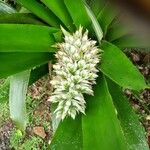 Guzmania plumieri Fleur