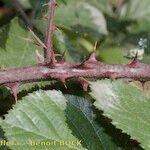 Rubus andegavensis Bark