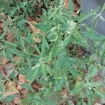 Atriplex patula Leaf