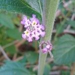 Lippia alba Flor