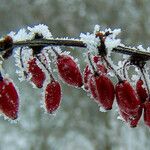 Berberis vulgaris Frukt