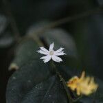 Dicranolepis disticha Flor