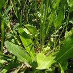 Crepis aurea Rinde