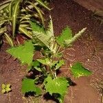 Chenopodium quinoa Folio