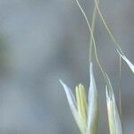 Calamagrostis varia Çiçek