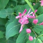 Lonicera tataricaЦветок