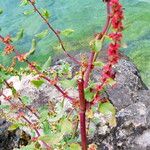 Rumex conglomeratus Συνήθη χαρακτηριστικά