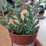 Cotyledon pendens Hoja