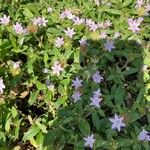 Richardia scabra Flower