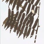 Cyathea surinamensis Лист