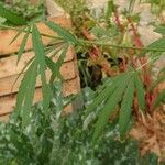 Cannabis sativa Blad