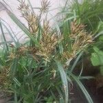 Cyperus rotundus 葉