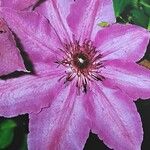 Clematis lanuginosa