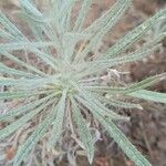 Echium albicans Leaf